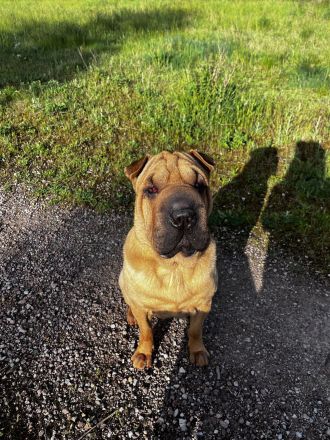 Ayla Liebevolle Reinrassiger Shar-Pei