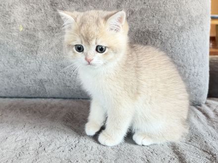BKH-Kitten - kastriert, geimpft, gechipt und mit Stammbaum