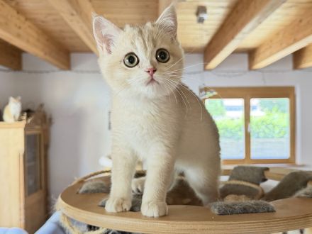 BKH-Kitten - kastriert, geimpft, gechipt und mit Stammbaum, abholbereit