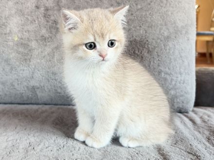 BKH-Kitten - kastriert, geimpft, gechipt und mit Stammbaum