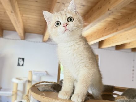 BKH-Kitten - kastriert, geimpft, gechipt und mit Stammbaum, abholbereit