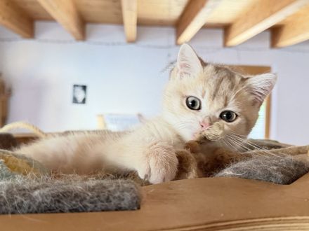 BKH-Kitten - kastriert, geimpft, gechipt und mit Stammbaum, abholbereit
