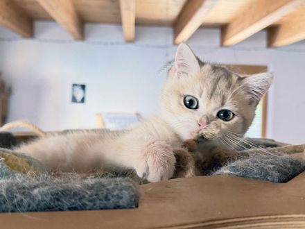 BKH-Kitten - kastriert, geimpft, gechipt und mit Stammbaum, abholbereit