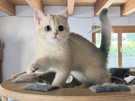 BKH-Kitten - kastriert, geimpft, gechipt und mit Stammbaum, abholbereit