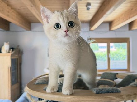 BKH-Kitten - kastriert, geimpft, gechipt und mit Stammbaum, abholbereit