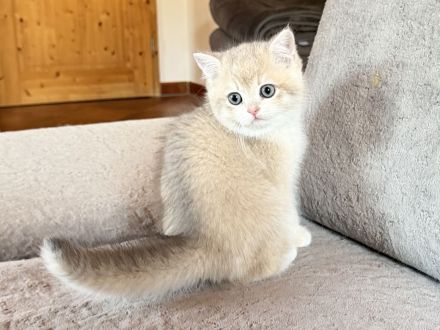 BKH-Kitten - kastriert, geimpft, gechipt und mit Stammbaum