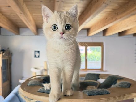 BKH-Kitten - kastriert, geimpft, gechipt und mit Stammbaum, abholbereit