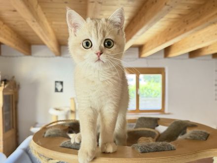 BKH-Kitten - kastriert, geimpft, gechipt und mit Stammbaum, abholbereit