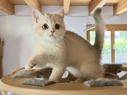 BKH-Kitten - kastriert, geimpft, gechipt und mit Stammbaum, abholbereit