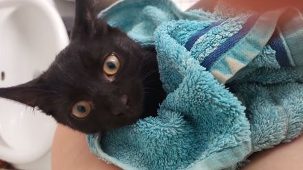 Kater 5 Monate abzugeben