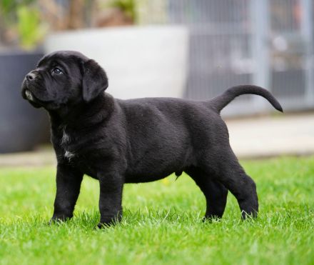 Top Cane Corso Welpen mit Papiere Deutsche Zucht seit 1991 !!