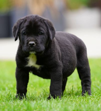 Top Cane Corso Welpen mit Papiere Deutsche Zucht seit 1991 !!