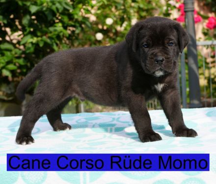 Top Cane Corso Welpen mit Papiere Deutsche Zucht seit 1991 !!