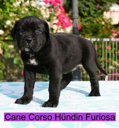 Top Cane Corso Welpen mit Papiere Deutsche Zucht seit 1991 !!