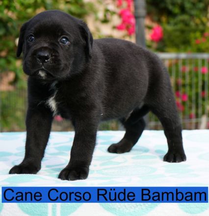 Top Cane Corso Welpen mit Papiere Deutsche Zucht seit 1991 !!