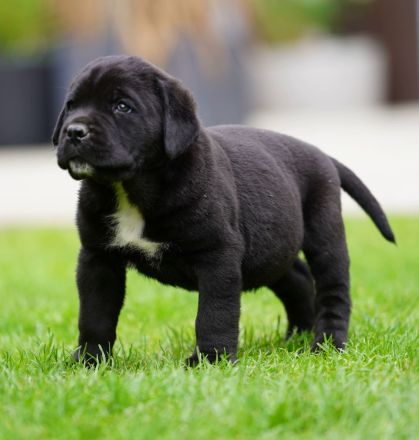Top Cane Corso Welpen mit Papiere Deutsche Zucht seit 1991 !!