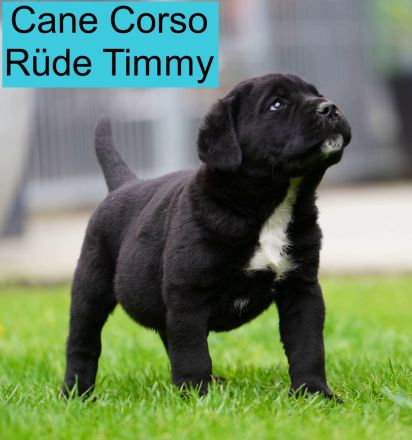 Top Cane Corso Welpen mit Papiere Deutsche Zucht seit 1991 !!