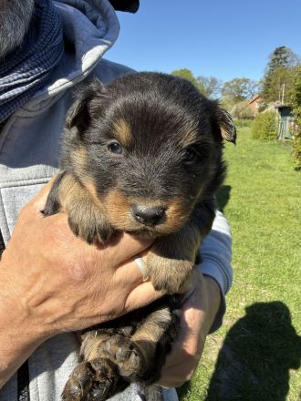 Altdeutsche Hütehund-Welpen