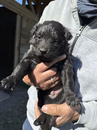 Altdeutsche Hütehund-Welpen