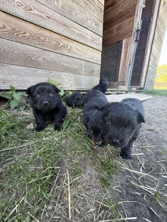 Altdeutsche Hütehund-Welpen