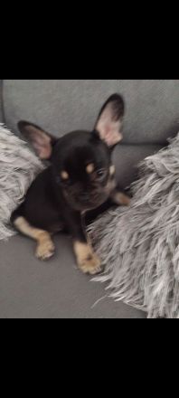Französische Bulldogge welpen Hündin
