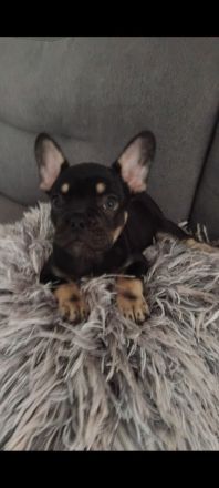 Französische Bulldogge welpen Hündin