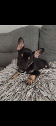 Französische Bulldogge welpen Hündin