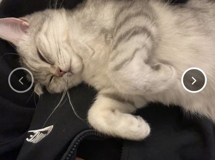 BKH Kater 7 Monate jung