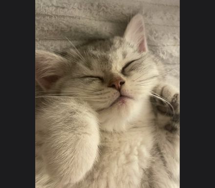 BKH Kater 7 Monate jung