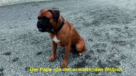 Boxer reinrassig - Wurfankündigung