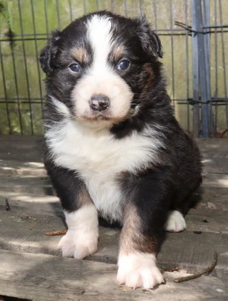 Australian Shepherd Welpen, ASCA, aus gendefekt freier Zucht