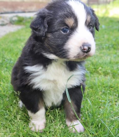 Australian Shepherd Welpen, ASCA, aus gendefekt freier Zucht