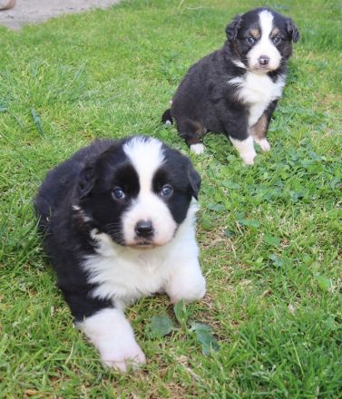 Australian Shepherd Welpen, ASCA, aus gendefekt freier Zucht