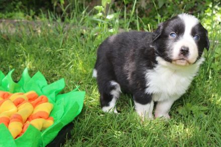 Australian Shepherd Welpen, ASCA, aus gendefekt freier Zucht