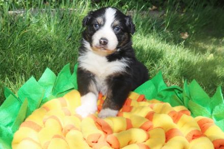 Australian Shepherd Welpen, ASCA, aus gendefekt freier Zucht