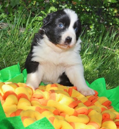 Australian Shepherd Welpen, ASCA, aus gendefekt freier Zucht