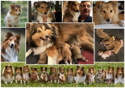 Sheltie 5 Sheltiewelpen, 3 Mädchen, 2 Jungs, geb. 07.04.26, abzugeben ab 16.06.26