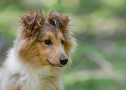 Sheltie 5 Sheltiewelpen, 3 Mädchen, 2 Jungs, geb. 07.04.26, abzugeben ab 16.06.26