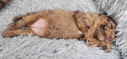 Exklusiver Toy-Pudel Choco-Merle sucht liebevolles Zuhause