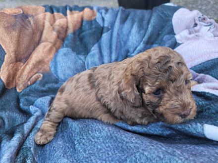 Exklusiver Toy-Pudel Choco-Merle sucht liebevolles Zuhause