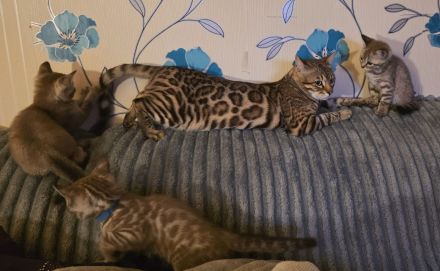 Bkh - Bengal Mix Kitten sucht neues Zuhause