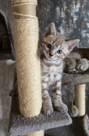 Bkh - Bengal Mix Kitten sucht neues Zuhause