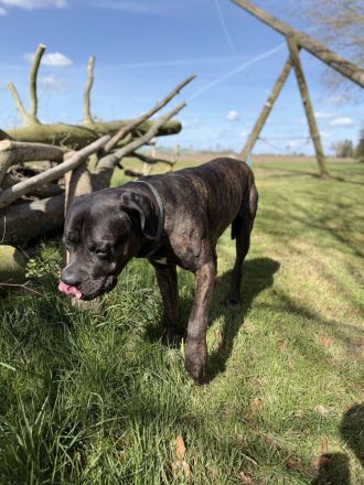 Cane corso / Bullmastiff mix