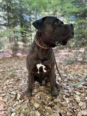 Cane corso / Bullmastiff mix