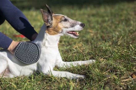 Medical Training für Hunde