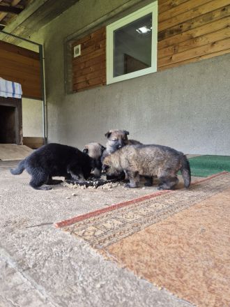 Welpen Deutsche Schäferhunde