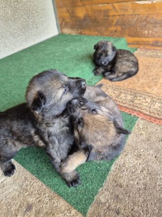Welpen Deutsche Schäferhunde