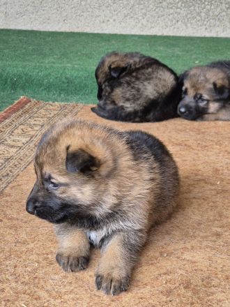 Welpen Deutsche Schäferhunde