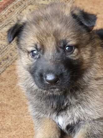 Welpen Deutsche Schäferhunde