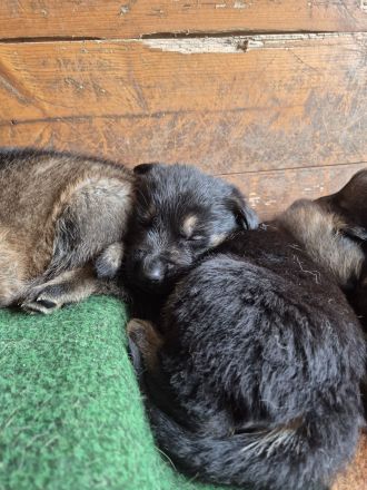 Welpen Deutsche Schäferhunde